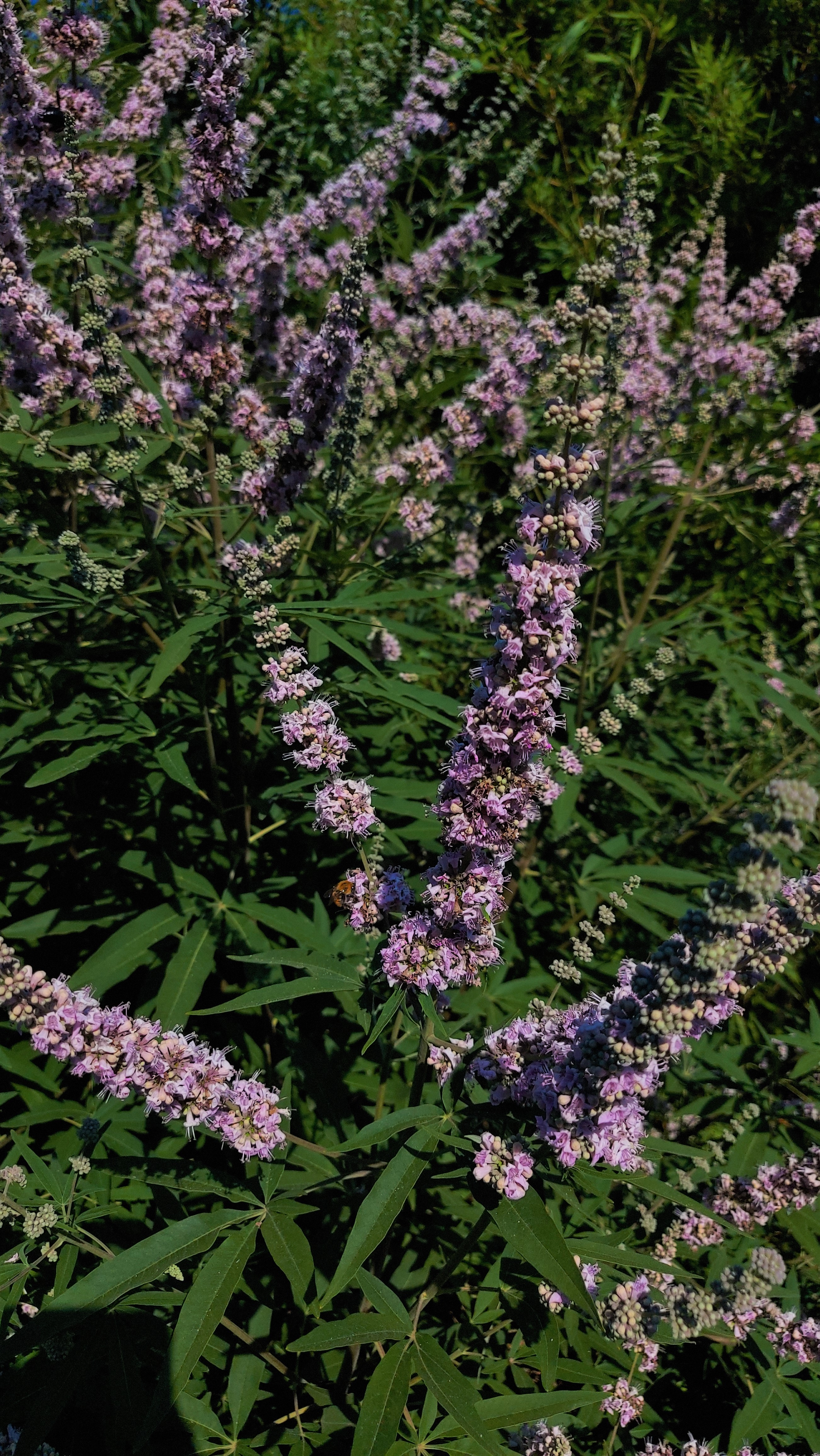 VITEX AGNUS CASTUS ROSEA