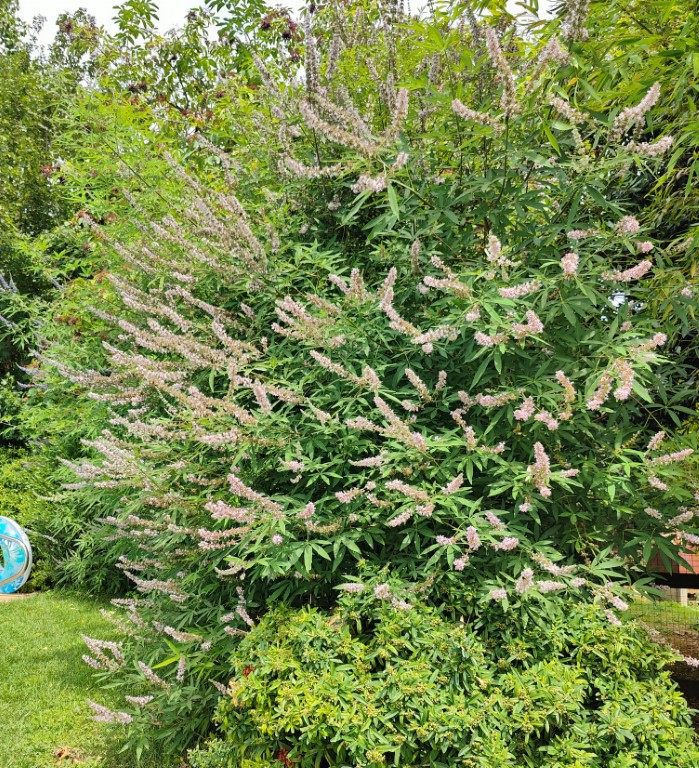 VITEX AGNUS CASTUS ROSEA