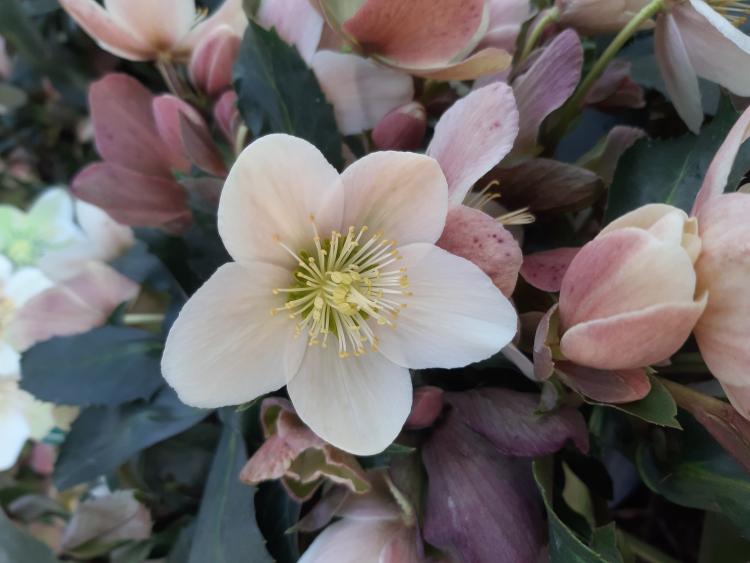 HELLEBORUS X ERICSMITHII HGC JOKER