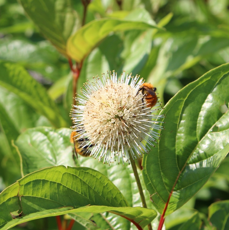 CEPHALANTHUS OCCIDENTALIS FIBER OPTICS