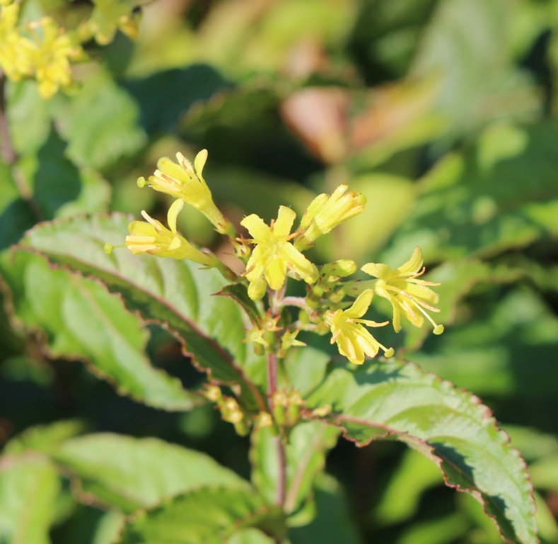 DIERVILLA RIVULARIS TROJA BLACK