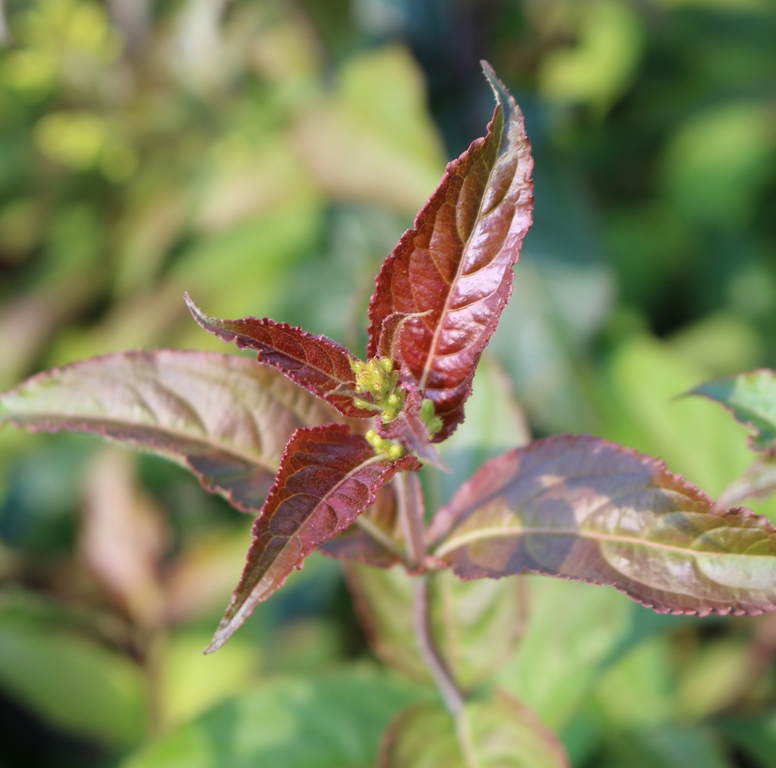 DIERVILLA RIVULARIS TROJA BLACK