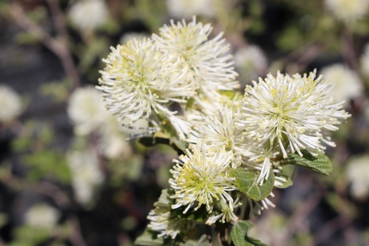 FOTHERGILLA MAJOR