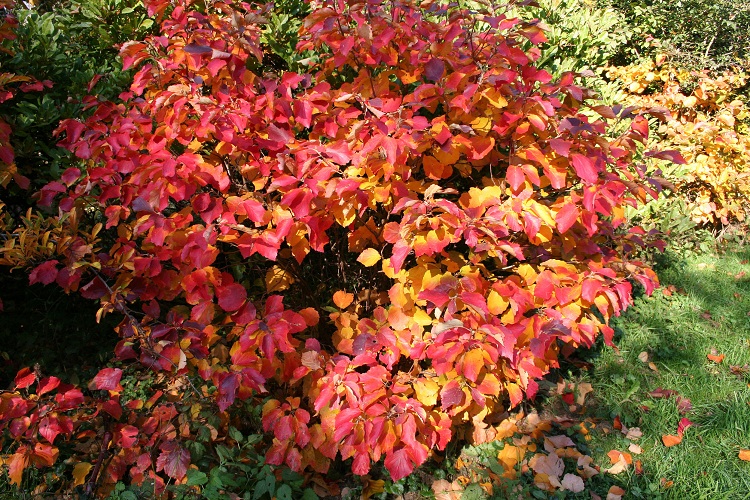 FOTHERGILLA MAJOR