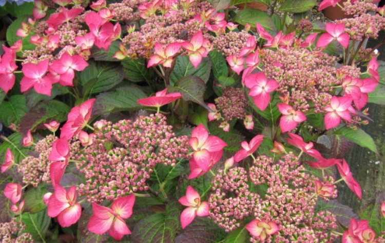 HYDRANGEA MACROPHYLLA SELINA