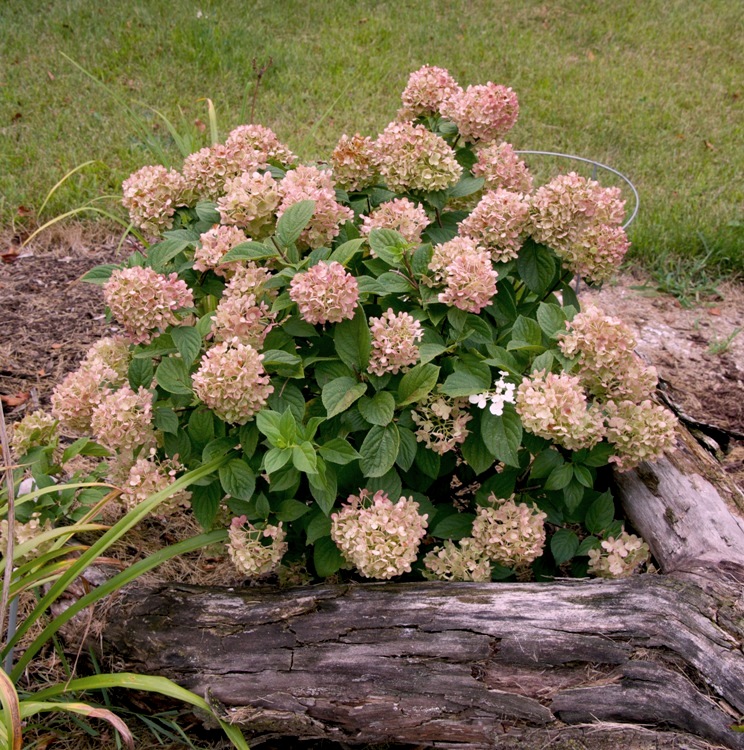 HYDRANGEA PANICULATA GRAFFITI