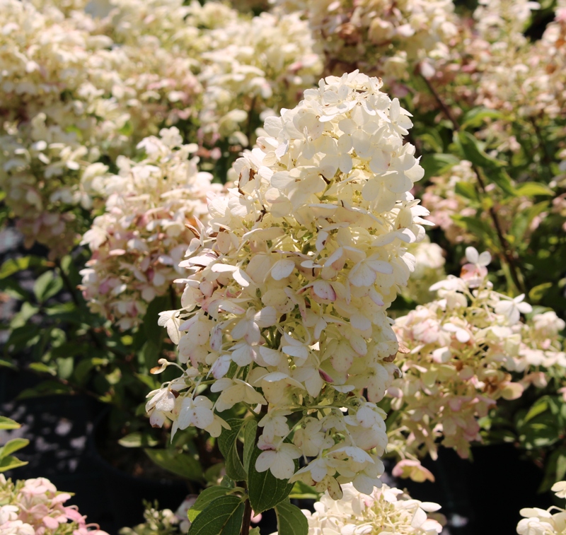 HYDRANGEA PANICULATA HERCULES