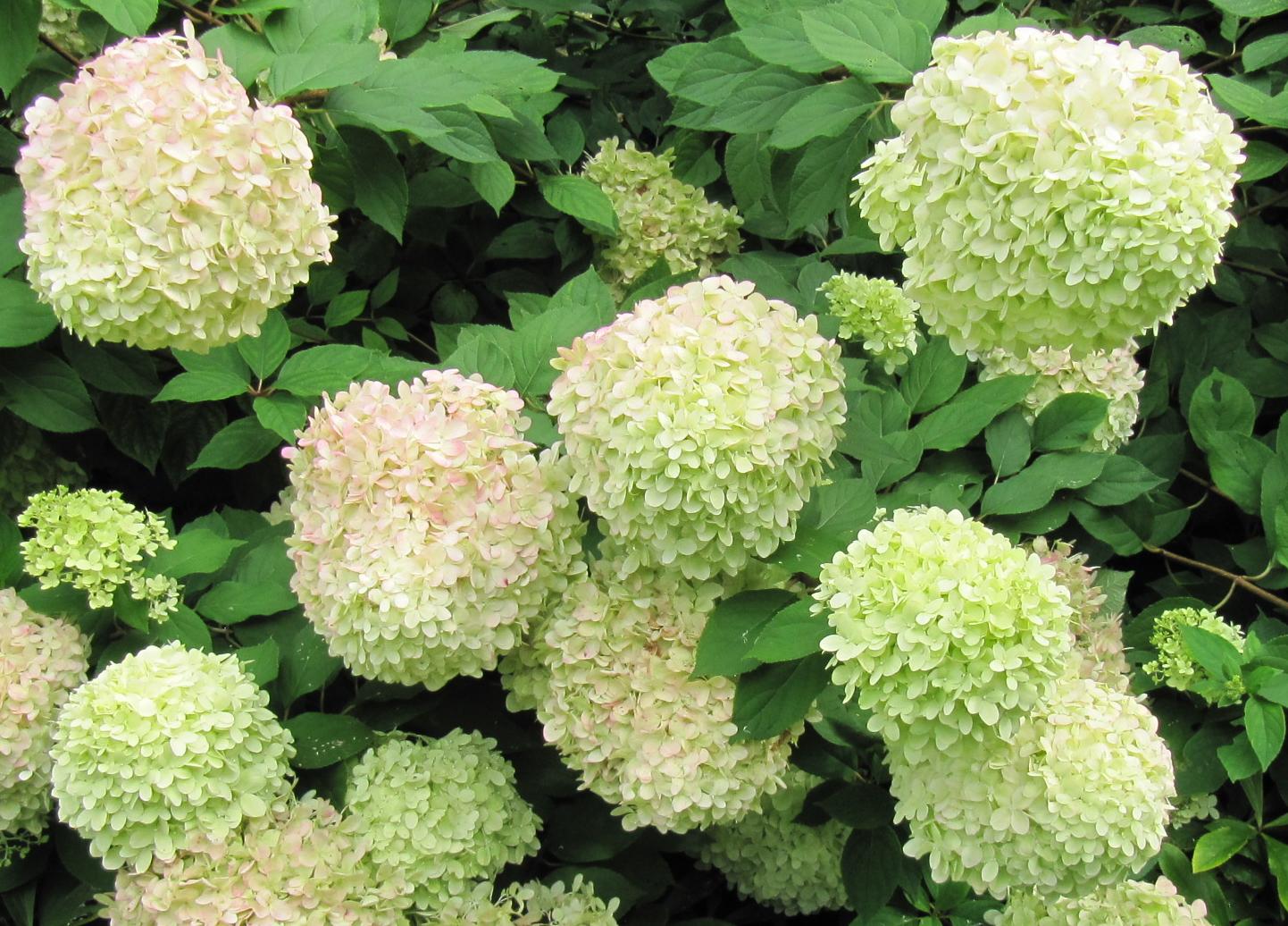 HYDRANGEA PANICULATA LITTLE SPOOKY
