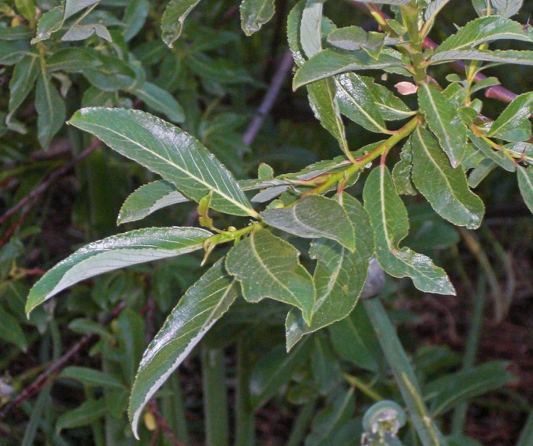 SALIX GRACILISTYLA MELANOSTACHYS