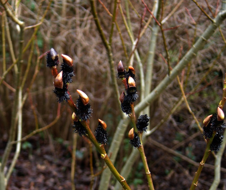 SALIX GRACILISTYLA MELANOSTACHYS