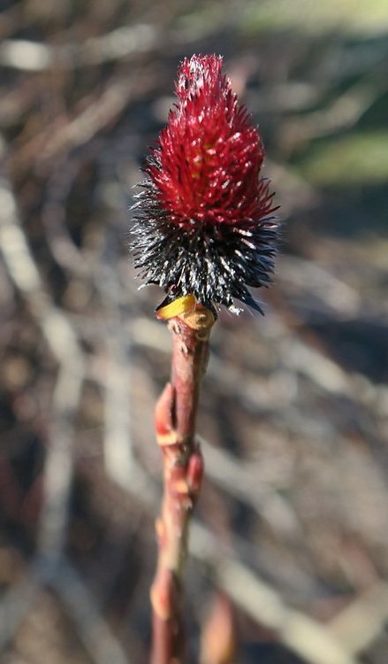 SALIX GRACILISTYLA MELANOSTACHYS
