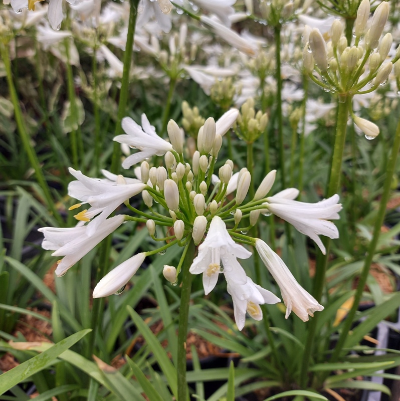 AGAPANTHUS UMBELLATUS PITCHOUNE WHITE