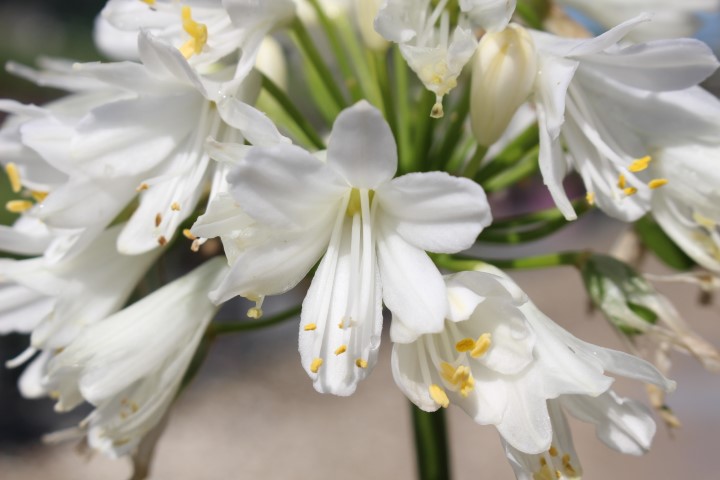 AGAPANTHUS UMBELLATUS PITCHOUNE WHITE