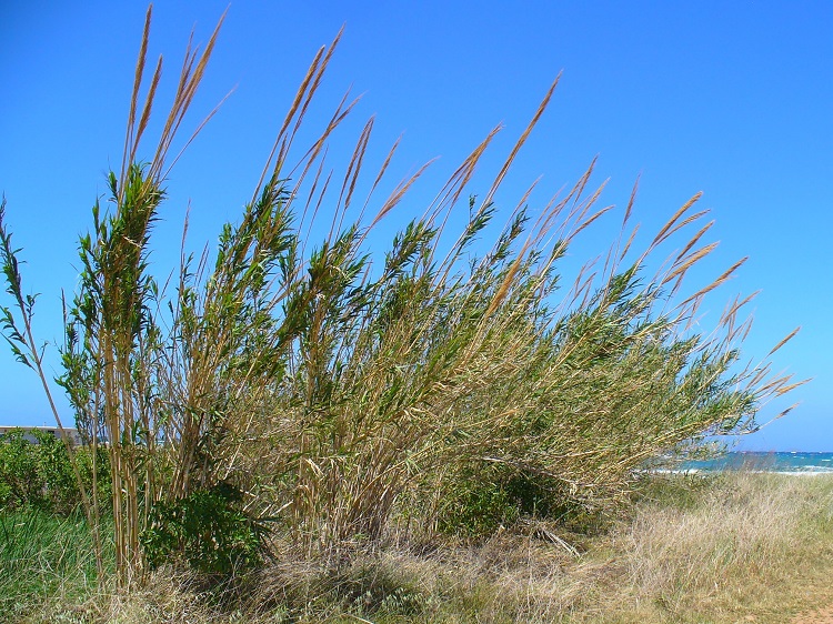 ARUNDO DONAX
