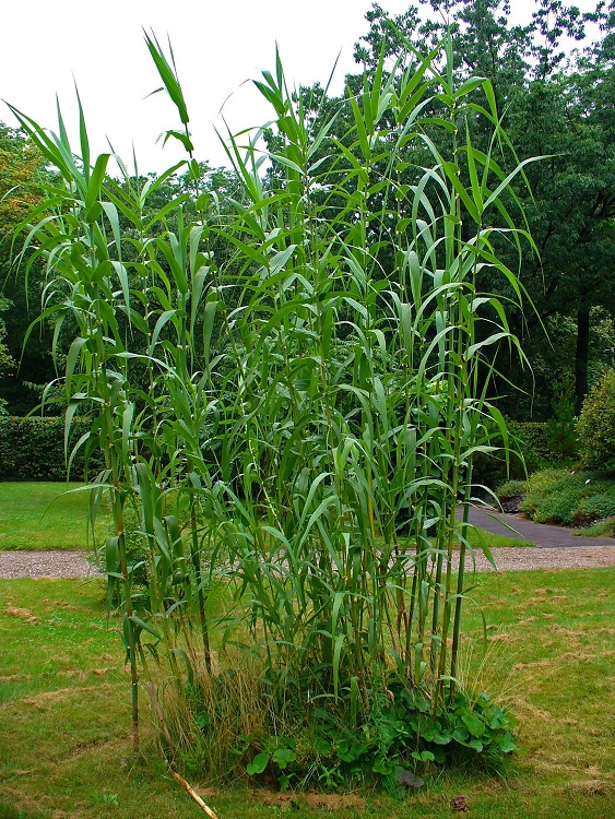 ARUNDO DONAX