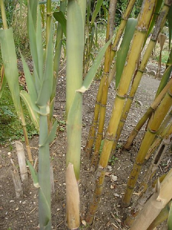 ARUNDO DONAX