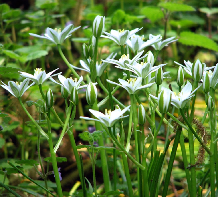 ORNITHOGALUM UMBELLATUM