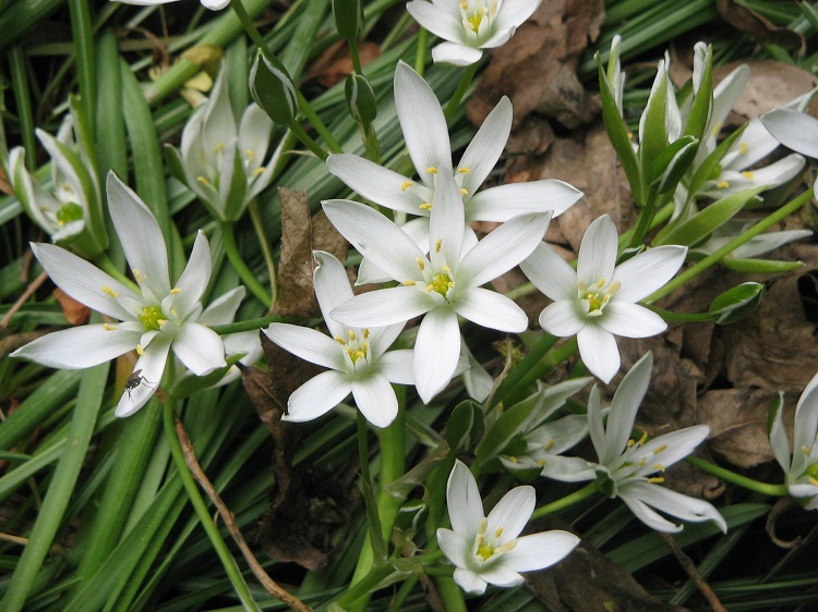 ORNITHOGALUM UMBELLATUM