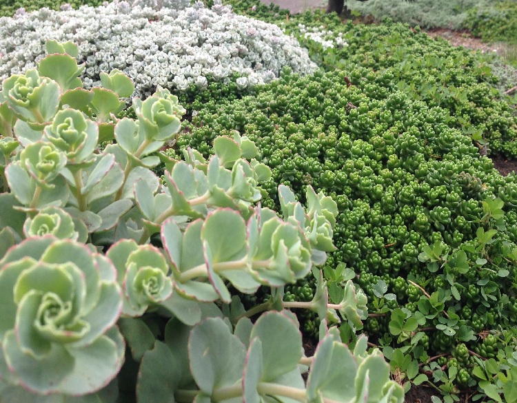 SEDUM IN VARIETA'