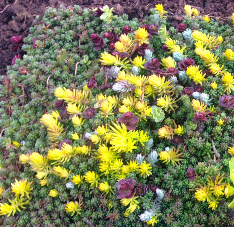 SEDUM IN VARIETA'