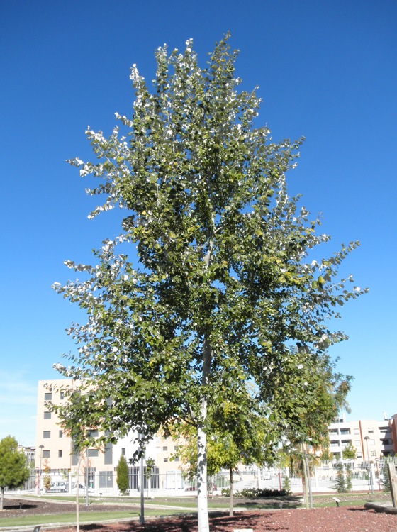 POPULUS ALBA