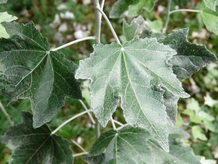 POPULUS ALBA