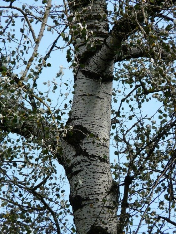 POPULUS ALBA