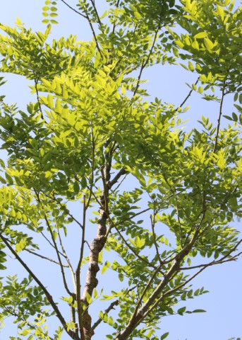 ROBINIA PSEUDOACACIA