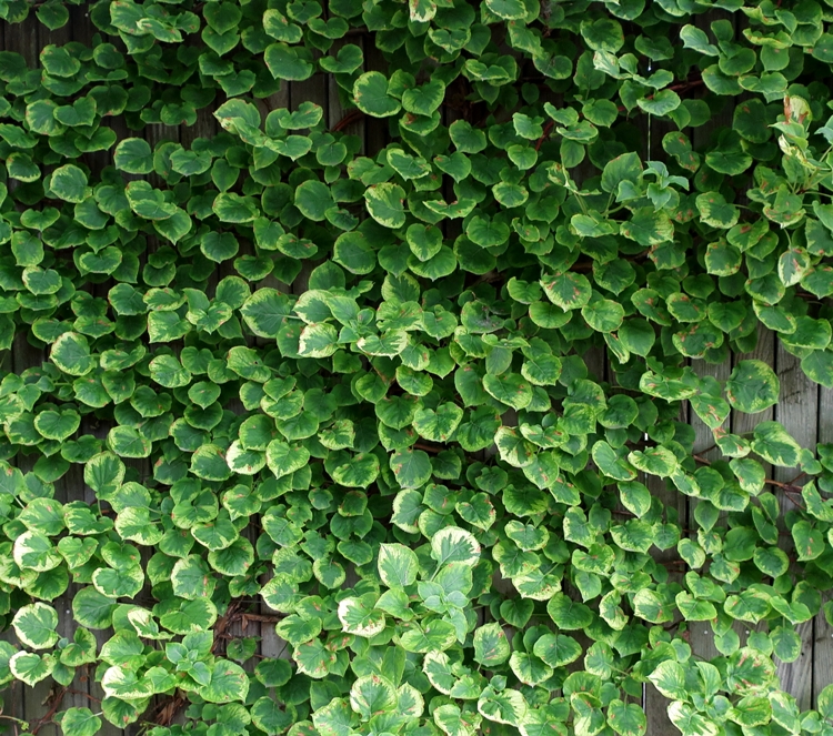 HYDRANGEA ANOMALA MIRRANDA