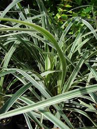 LIRIOPE MUSCARI AZTEC GRASS
