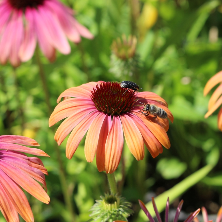 ECHINACEA PURPUREA RAINBOW MARCELLA