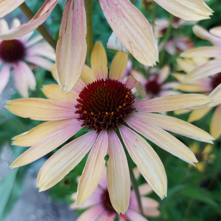 ECHINACEA PURPUREA EVENING GLOW
