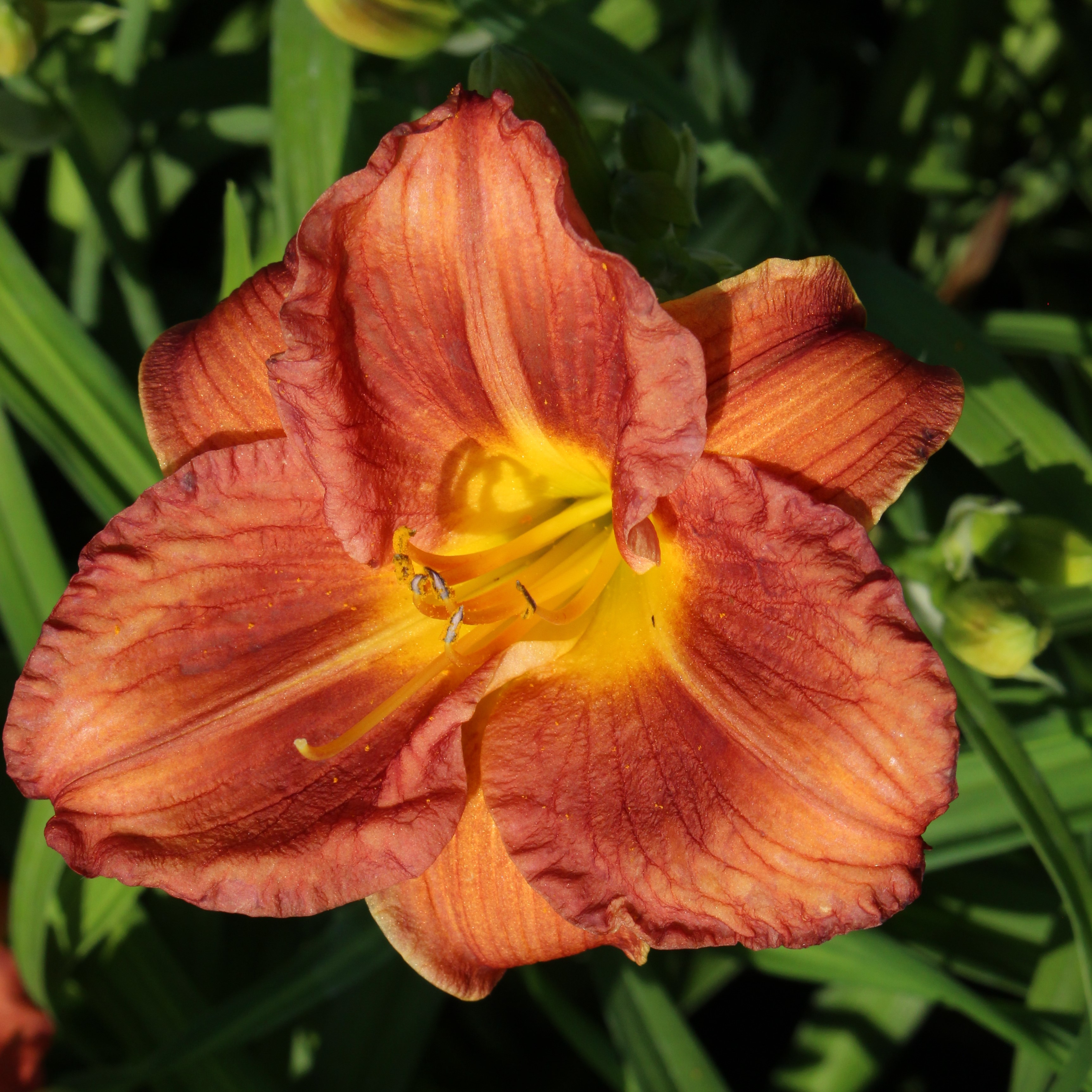 HEMEROCALLIS EVERDAYLILY CERISE