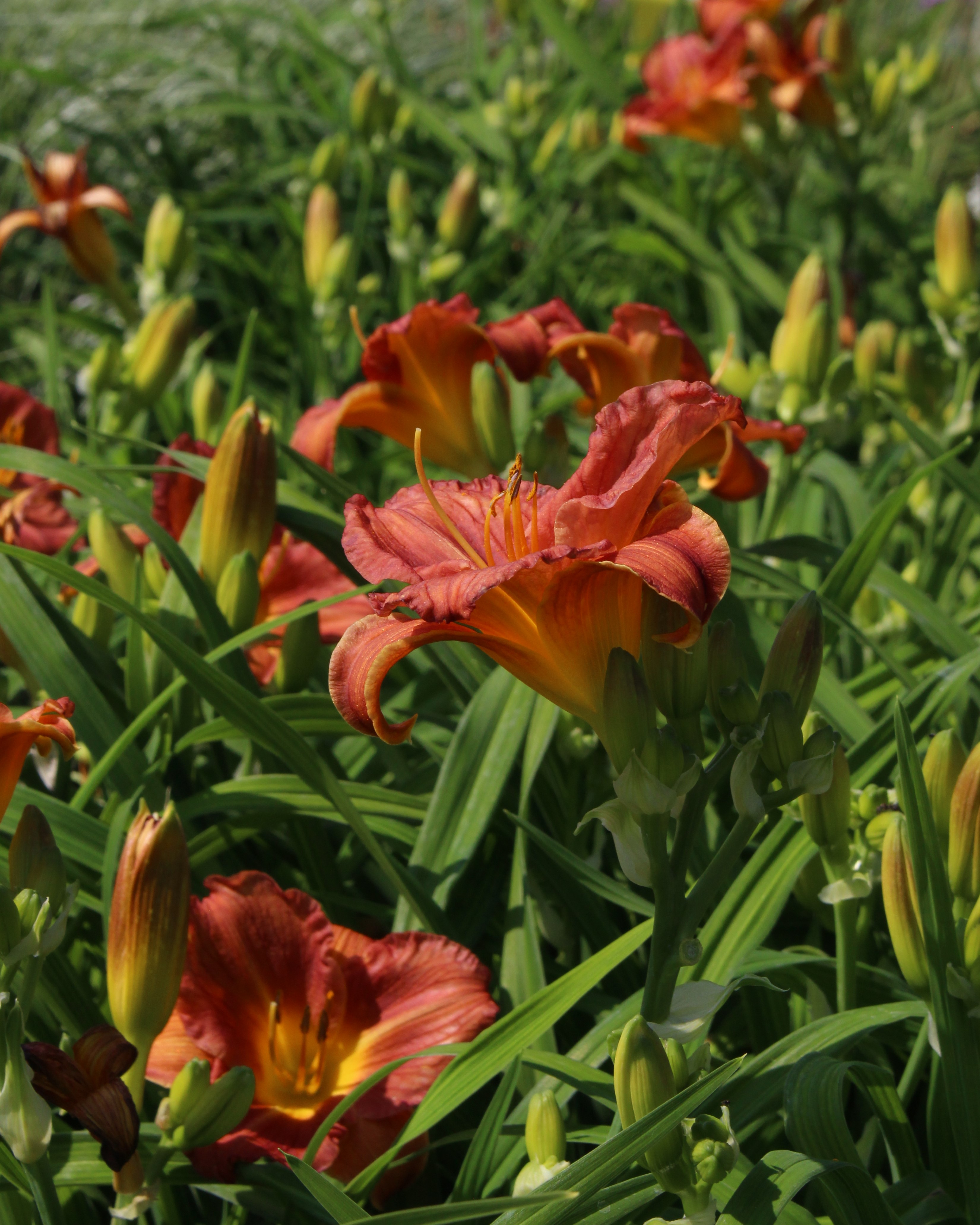 HEMEROCALLIS EVERDAYLILY CERISE