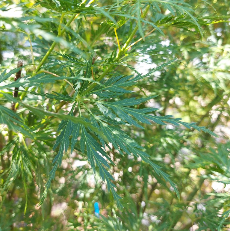 ACER PALMATUM SEIRYU