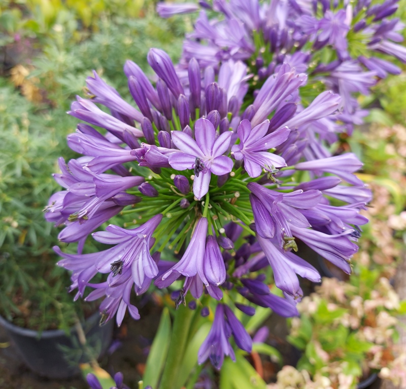 AGAPANTHUS UMBELLATUS PURPLE DELIGHT