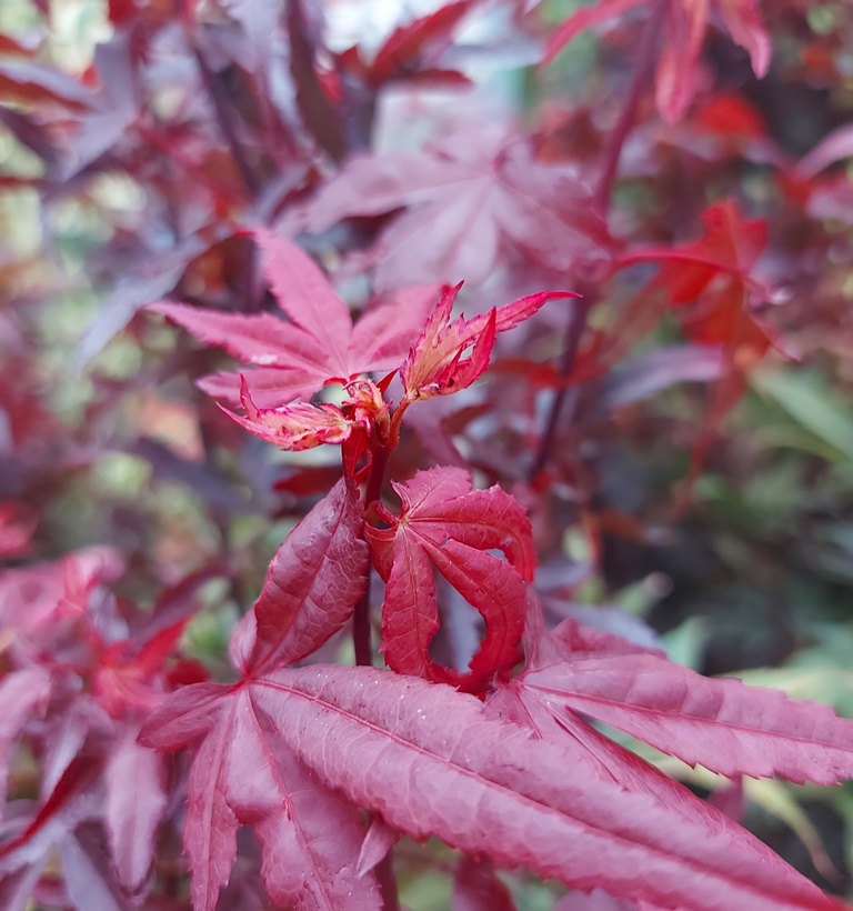 ACER PALMATUM SKEETER'S BROOM