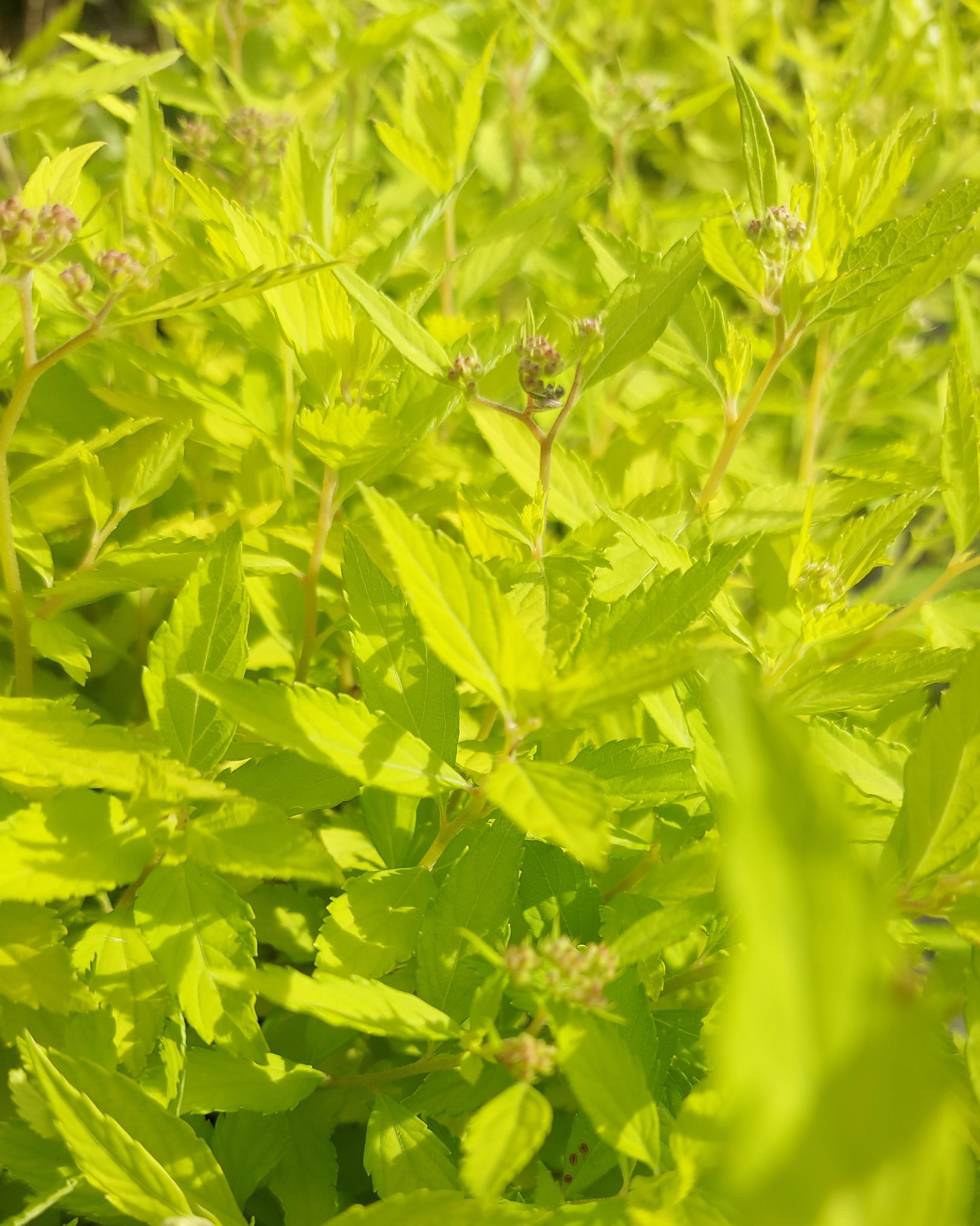 SPIRAEA JAPONICA ZEN SPIRIT GOLD