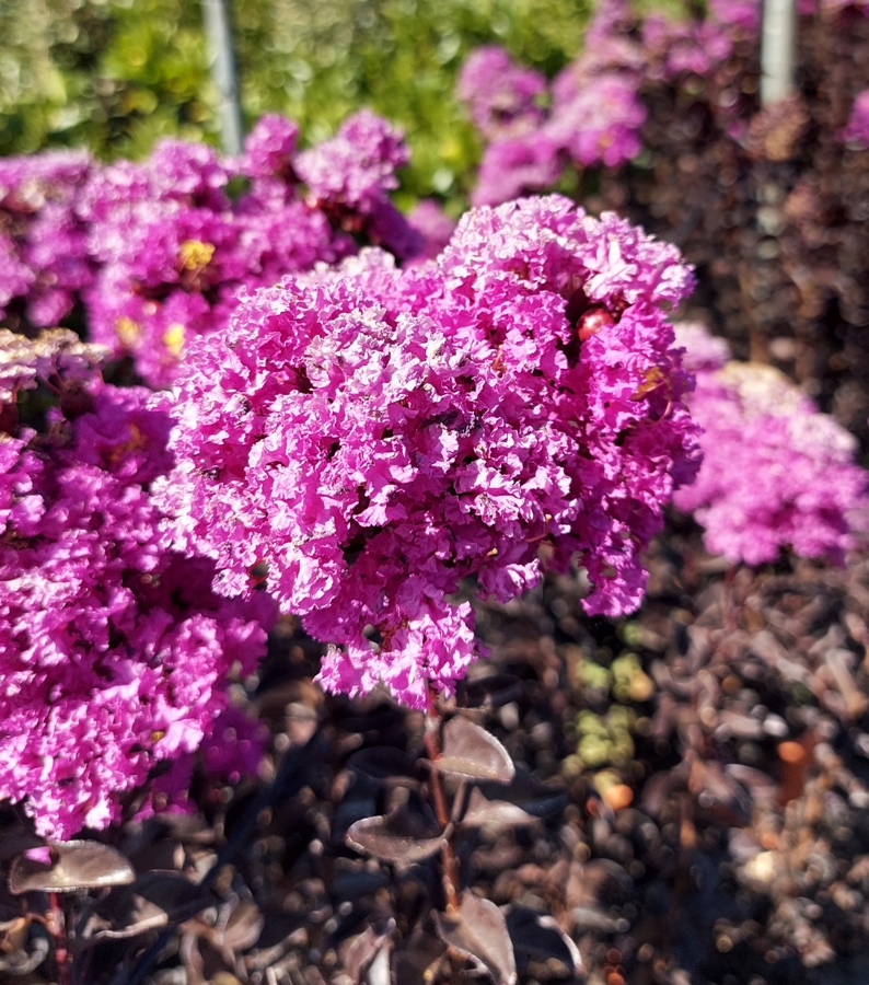 LAGERSTROEMIA IND. B. SOL. PURELY PURPLE