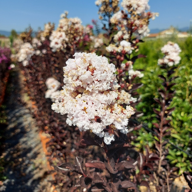 LAGERSTROEMIA IND. B. SOL. PURE WHITE