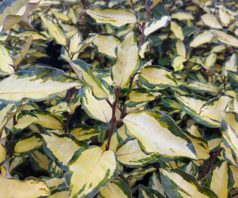 ELAEAGNUS EBBINGEI MARYLINE
