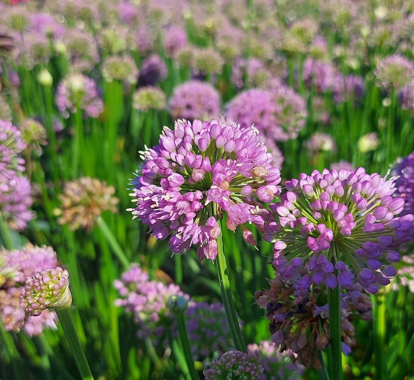 ALLIUM MILLENNIUM