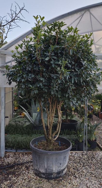 OSMANTHUS FRAGRANS NUVOLA