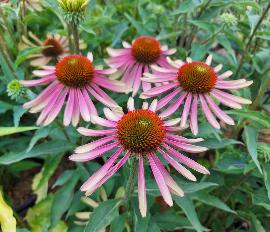 ECHINACEA PURPUREA GREEN TWISTER