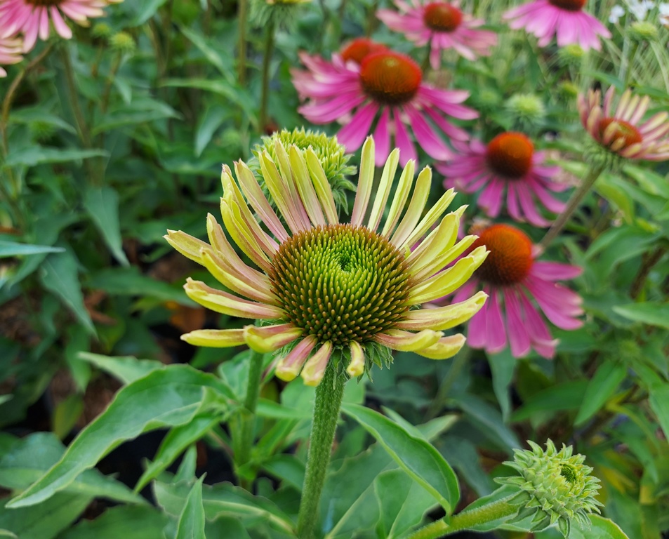 ECHINACEA PURPUREA GREEN TWISTER