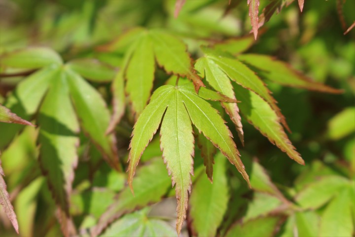 ACER PALMATUM MURASAKI KIYOHIME