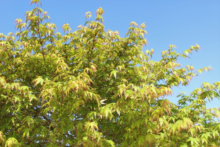 ACER PALMATUM MURASAKI KIYOHIME