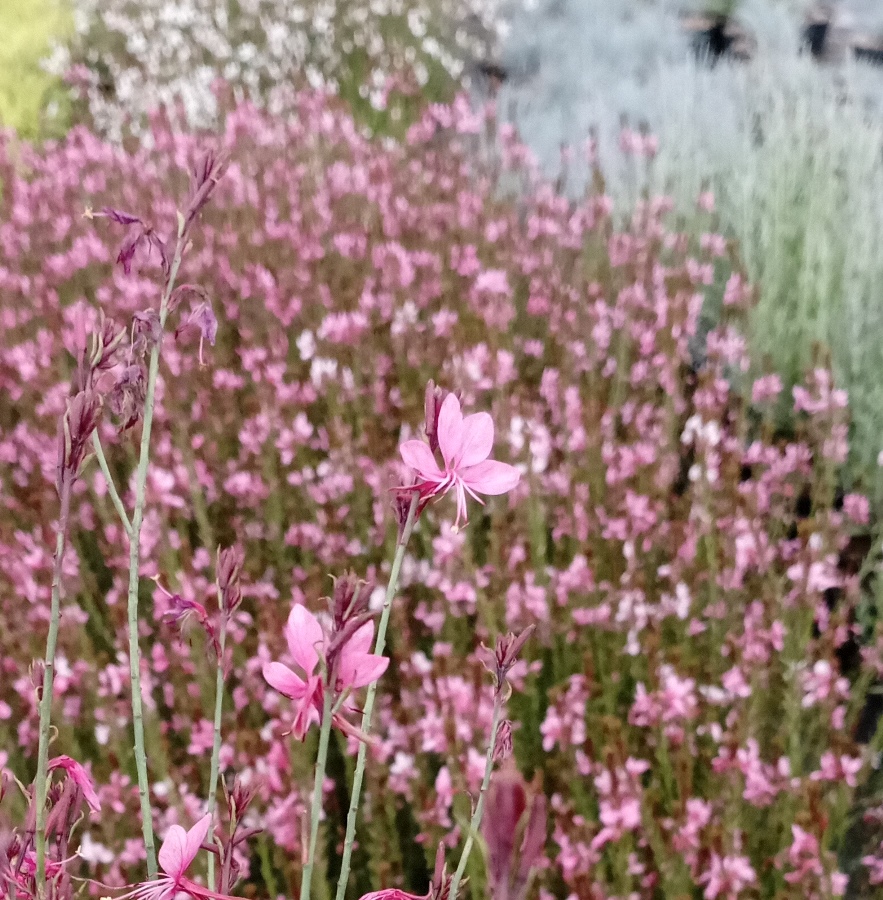 GAURA LINDHEIMERI BELLEZA PINK