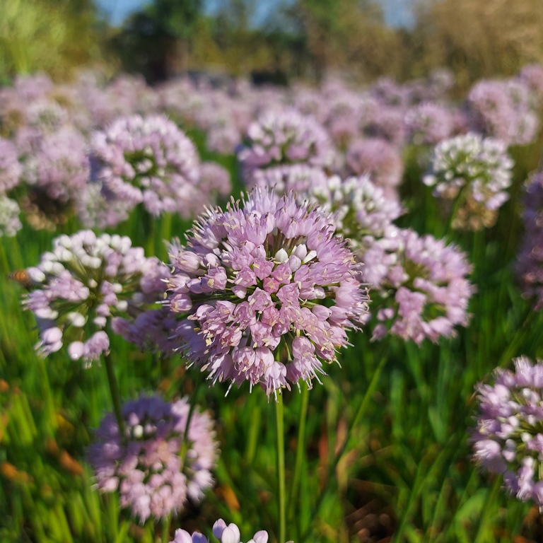 ALLIUM SUMMER BEAUTY