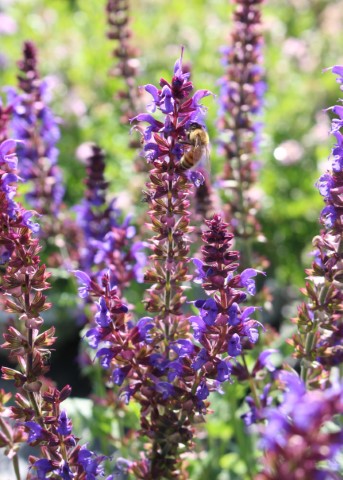 SALVIA NEMOROSA SENSATION DEEP BLUE